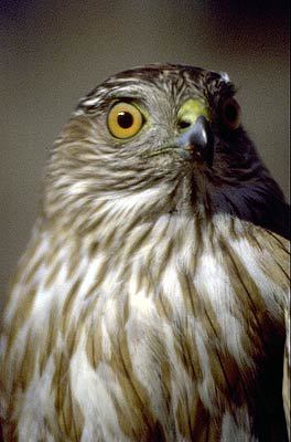 Accipiter