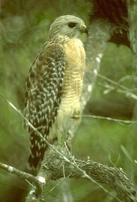 Falconiformes