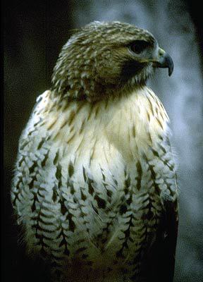 Buteo jamaicensis