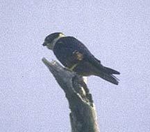 Falconidae