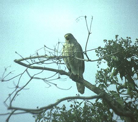 Asturina nitida