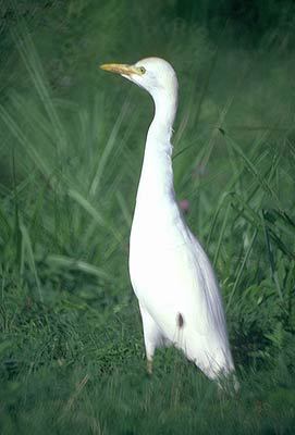 Ciconiiformes