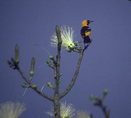 Icteridae