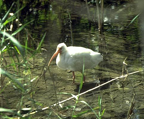 Eudocimus