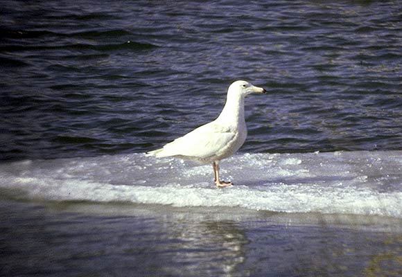 Larus