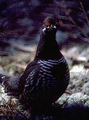 Galliformes