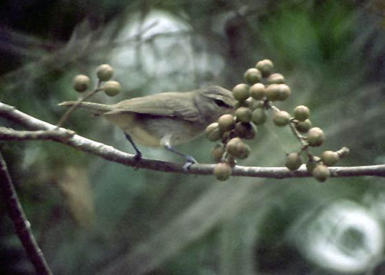 Passeriformes