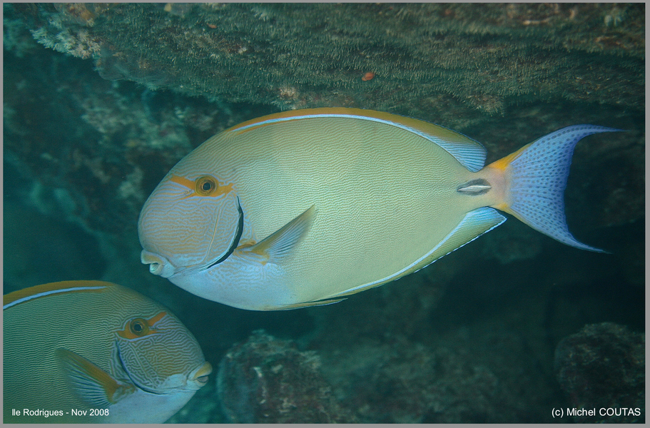 Acanthurus