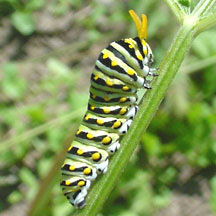 Papilio polyxenes