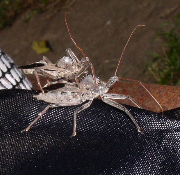 wheelbug_mating