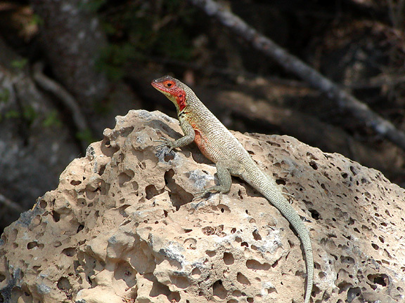 Microlophus albemarlensis