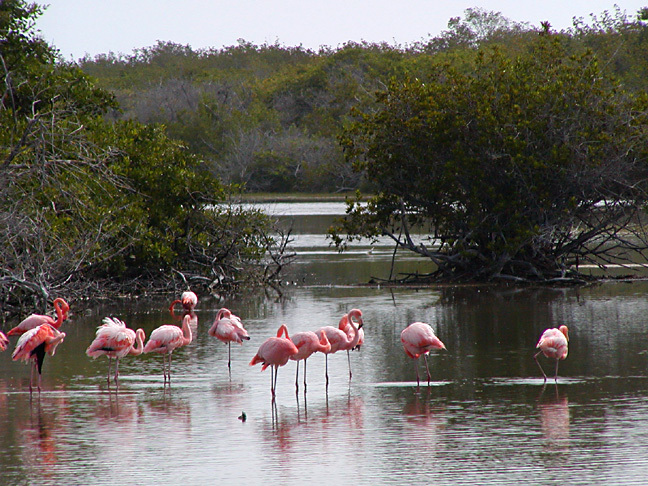 Phoenicopterus