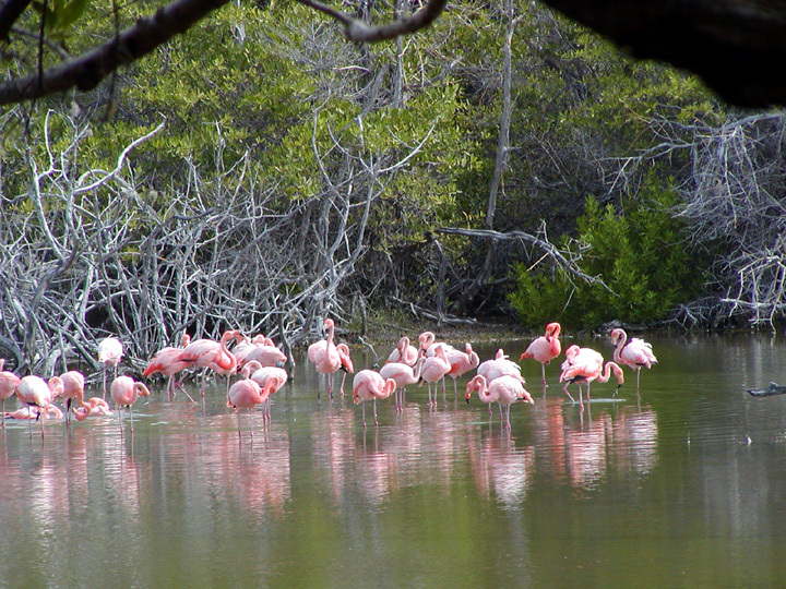 Phoenicopteriformes