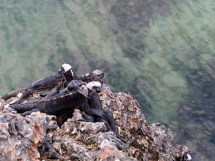 Amblyrhynchus cristatus