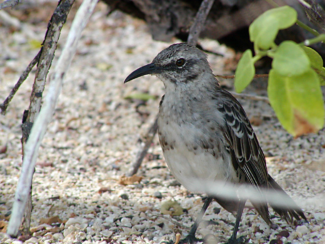 Passeriformes