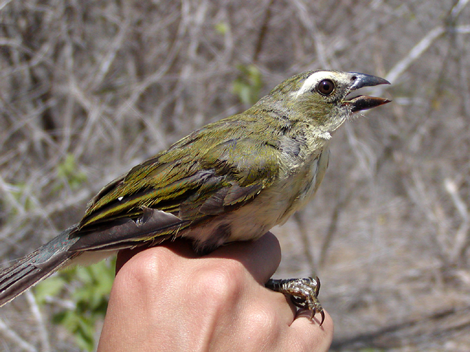 Cardinalidae