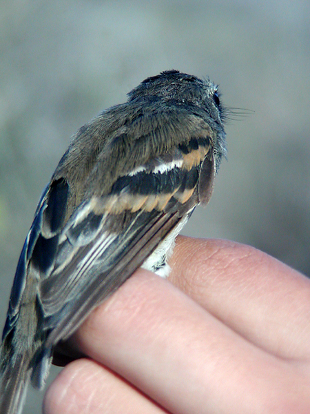 Myiophobus fasciatus