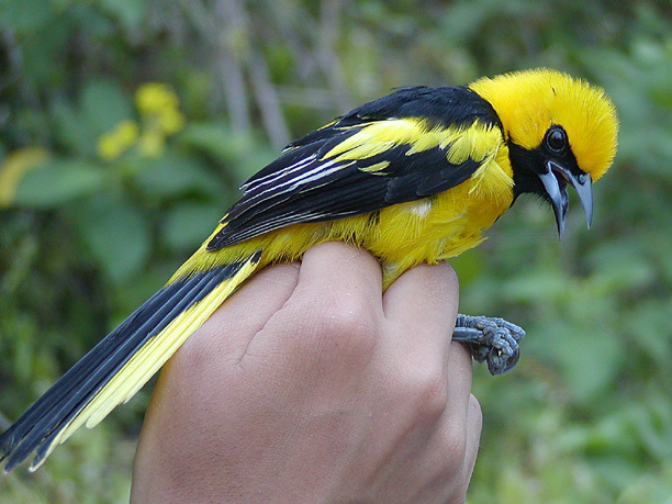 Icterus mesomelas