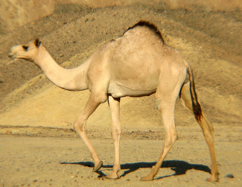 Camelus