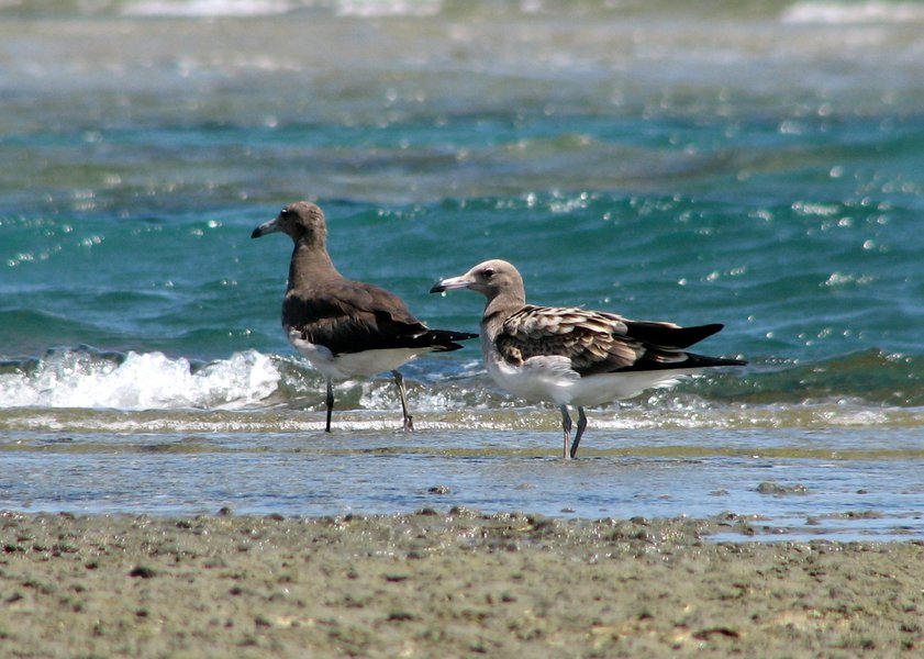 Charadriiformes