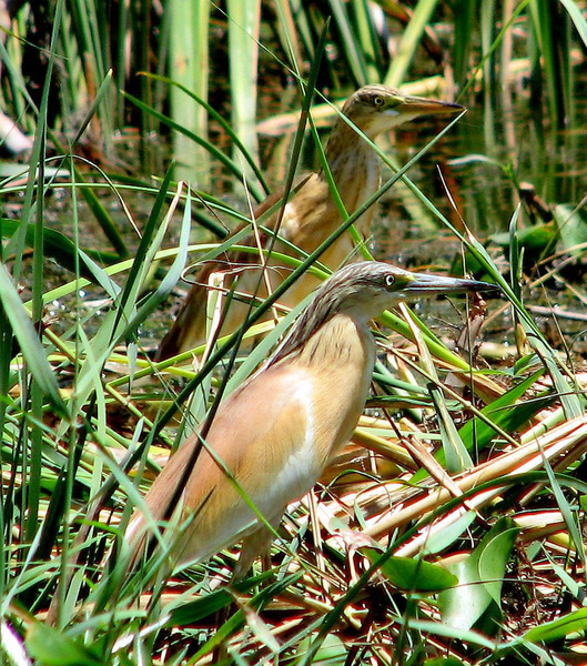 Ciconiiformes