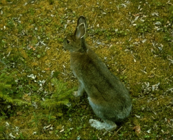 Lepus americanus