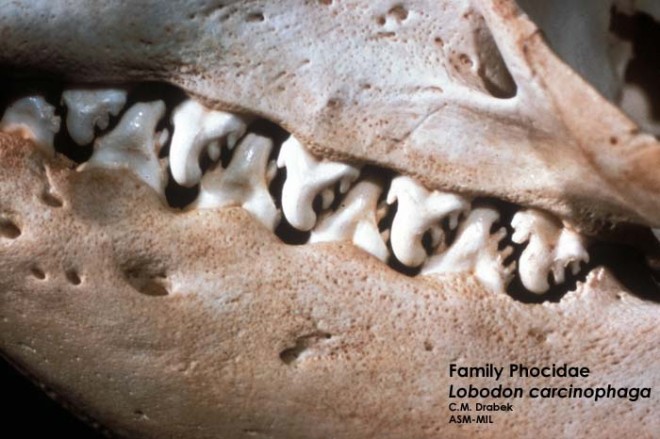 Lobodon