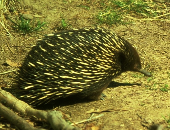 Tachyglossus aculeatus