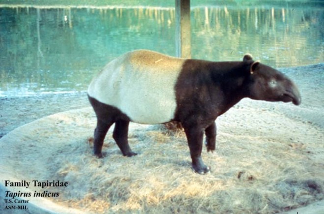 Tapirus indicus