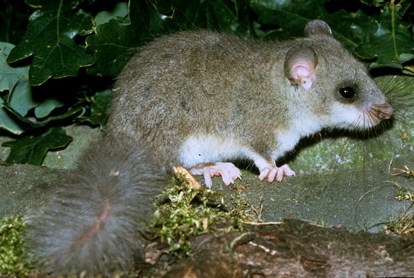 Rodentia