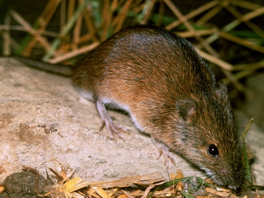 Rodentia