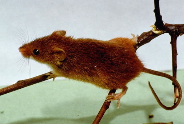 Rodentia