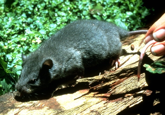 Rodentia