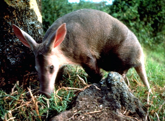 Tubulidentata