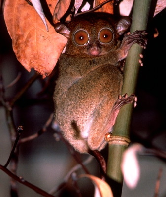 Tarsius