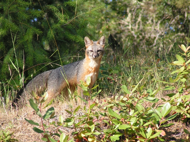 Eumetazoa