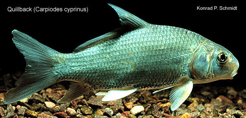 Carpiodes