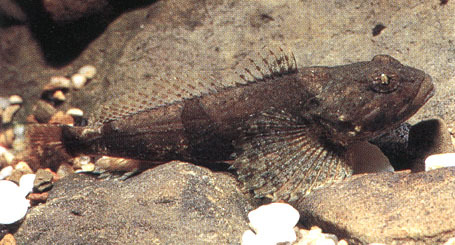 Scorpaeniformes