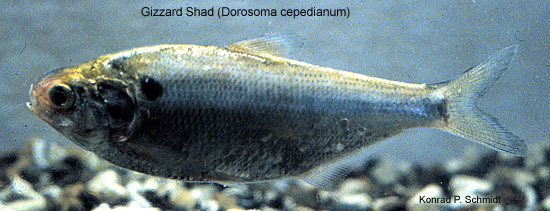 Dorosoma cepedianum