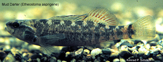 Photo of Etheostoma asprigene