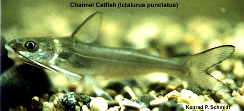 Ictalurus punctatus