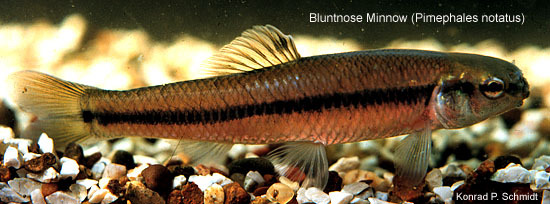 Euteleostomi