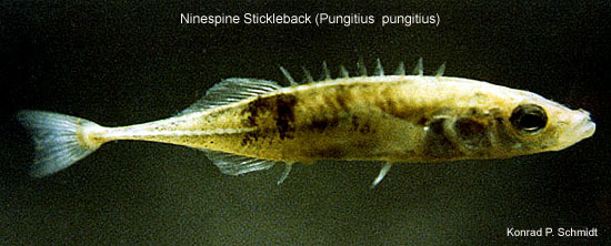 Pungitius pungitius