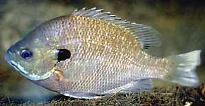 Lepomis