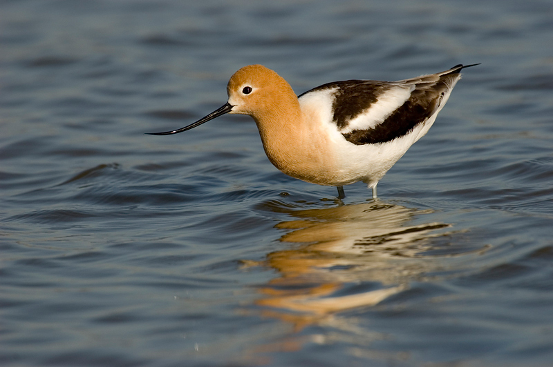 AmericanAvocet