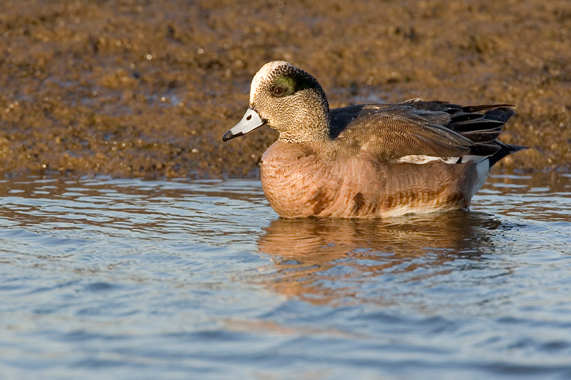 AmericanWigeon