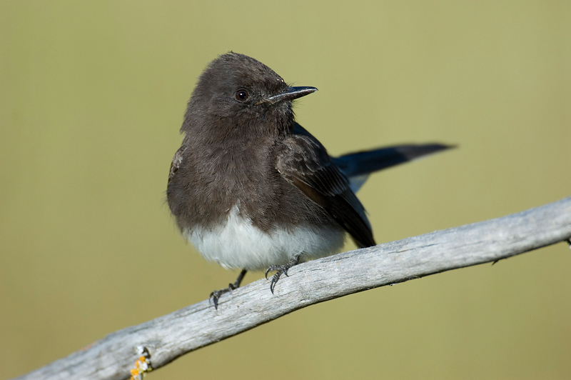 BlackPhoebe