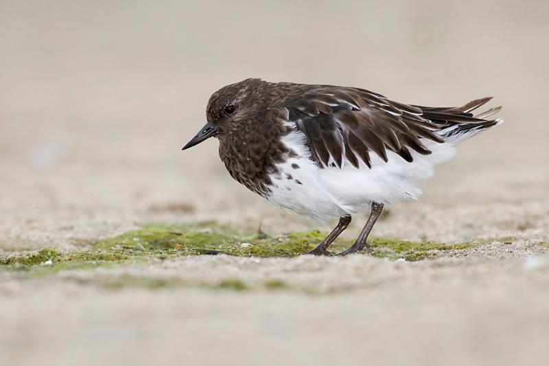 BlackTurnstone