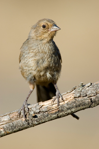 Passeriformes