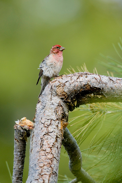 Fringillidae